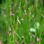Image of Eleocharis palustris, Creeping Spikerush, focused on long green stems topped with tiny brownish spikelets in full sunlight, with a blurred green background