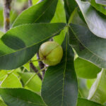 Image of a Carya glabra Pignut Hickory tree zoomed in on its lanceolate-shaped green leaves and a single green nut