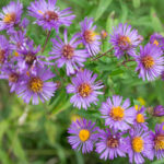 Image of Aster novae-angliae, New England Aster, showing dozens of purple daisy-like flowers with yellow centers growing off of a green stem with a blurred green background