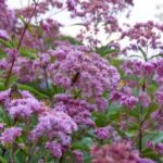 Image of Eupatorium maculatum Spotted Joe Pye Weed growing naturally with tall mauve pink flowers and green leaves