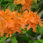 Image of Rhododendron calendulaceum Flame Azalea zoomed in on its bright orange tunnel-shaped flowers surrounded by small green leaves with a blurred background