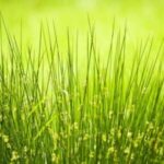 Image of Juncus effusus Soft Rush grass growing naturally sticking straight up with bright green blades