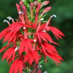 Image of a Lobelia cardinalis Cardinal Flower focused on t vibrant red tube-like flowers with a blurred green background