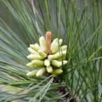 Image of a Pinus taeda Loblolly Pine zoomed in on its green pinecone looking flower surrounded by thin green needles