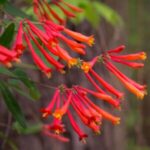 native plants, native perennial, Great Blue Lobelia, Lobelia siphilitica, focal point, Pollinator Plants, Rain Gardens, summer bloom, blue bloom, blue flowers, Hardiness Zone 4, Hardiness Zone 5, Hardiness Zone 6, Hardiness Zone 7, Hardiness Zone 8, Hardiness Zone 9, part shade, part sun, full sun, lavender-blue tube-like flowers, clump forming, pollinators, bees, butterflies, hummingbirds, wildlife-friendly,