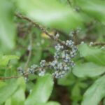 Image of Morella pensylvanica Northern Bayberry focused on its tiny blue berries with blurred leaves surrounding them