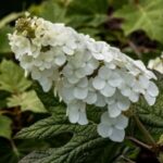 Image of Hydrangea quercifolia Oakleaf Hydrangea focused in on its panicle of white flowers with and oak leaf shaped green leaves in the background