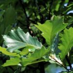 Image of a Quercus bicolor Swamp white oak branch with big green oak leaves glistening in the sun