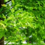 Image of a Quercus palustris Pin Oak branch showing its deep green oak leaves with a blurred green background