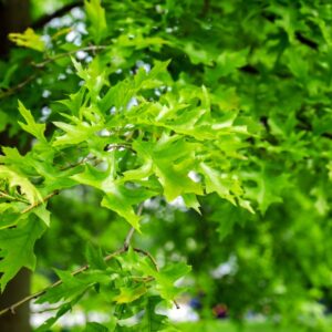 Image of a Quercus palustris Pin Oak branch showing its deep green oak leaves with a blurred green background