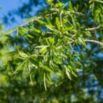 Image of the end of a Quercus phellos Willow Oak tree focusing on its long green willow like leaves glistening in the sun light in front of a blue sky
