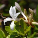 Image of a Rhododendron viscosum's, Swamp Azalea's , white funnel-shaped flower surrounded by small green leaves with a dark blurred background