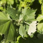 Image of Platanus occidentalis Sycamore zoomed in on its big green leaves in full sun