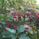 Cranberry Viburnum (Viburnum trilobum) native shrub with bright red berries
