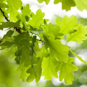 Image of the end of a Quercus alba White Oak branch covered in light green oak leaves