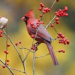 Image of an Ilex verticillata Winterberry shrub growing anturally with no leaves but bright red berries and a red bird on a branch