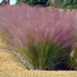 Image of Muhlenbergia capillaris Pink Muhlygrass growing on a path with green stems and bright pink tips in full sun