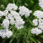Image of Achillea millefolium Yarrow in bloom with white flowers