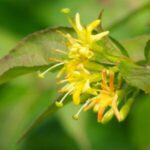Image of Diervilla lonicera Northern Bush Honeysuckle focused in on a yellow flower in bloom with green leaves in the background