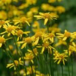 Image of Packera aurea Golden Ragwort showing a bunch of yellow flowers with green stems and a blurred green and yellow background