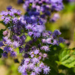 Image of Eupatorium coelestinum, Blue Mistflower, focused on it blue almost purple small spiky flowers with green leaves below them in part shade