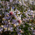 Image of Aster cordifolius, Blue Wood Aster, showing its lavender like petals with yellow to mauve centers in full sunlight