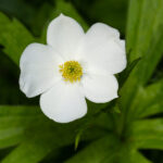 Image of Anemone canadensis focused on 1 small white flower with 5 petals and long green leaves surround it