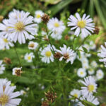 Image of Aster lanceolatus, Panicle Aster, showing its white petals and yellow center on top of green stems in full sunlight