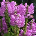 Image of Physostegia virginiana Obedient Plant 1" tubular pink flowers grow on a long, showy, dense raceme in full sun