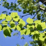 Image of Acer pensylvanicum Striped Maple zoomed in on bright green leaves in front of a blue sky