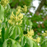 Image of Yellow Buckeye Aesculus flava in bloom with yellow flowers