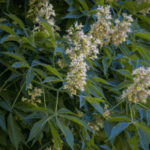 Image of Ohio Buckeye Aesculus glabra with flowers