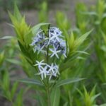 Image of Amsonia tabernaemontana Eastern Blue Star zoomed in on blue star-like flower