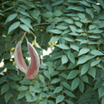 Image of Gymnocladus dioicus Kentucky Coffee Tree focused on 2 reddish-brown seed pods surrounded by deep teardrop shaped leaves