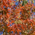Image of a Oxydendrum arboreum Sourwood tree taken from below showing orange long thin leaves and white bell shaped flowers and a blue sky background