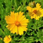 Image of Coreopsis lanceolata, Lanceleaf tickseed, focused on its bright yellow flower with a orangish yellow center in full sunlight with a green background of stems