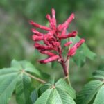 Image of Red Buckeye Aesculus pavia zoomed in on a bright red bloom
