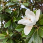 Image of a Magnolia grandiflora Southern Magnolia focused on its big white flower surrounded by large green shiny leaves