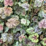 Image of Heuchera americana Coral Bells growing naturally low to the ground with a mix of green and lightly red foliage