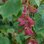 Image of Acer spicatum Mountain Maple zoomed in on green leaves and deep red seeds