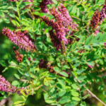 Image of Amorpha fruticosa False Indigo Bush in bloom with purple tube-like flowers and green leaves