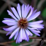 Image of Ampelaster carolinianus Climbing Aster zoomed in on its soft purple flower