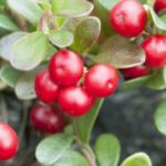 Image of Arctostaphylos uva-ursi Bearberry zoomed in on bright red berries