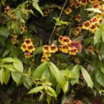 Image of Bignonia capreolata Cross vine with flowers thata re yellow and red and long green leaves