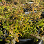 Image of Paxistime canbyi Canby's Mountain Lover in containers with dark green and yellow foliage almost pouring out of the pot