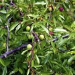Image of a Prunus angustifolia Chickasaw Plum tree zoomed in to show green and deep red spherical fruit and long thin green leaves hanging from a dark almost black branch