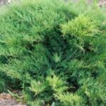Image of Juniperus hoizontalis Creeping Juniper shrub planted in the ground looking very green and bushy