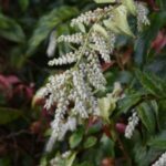 Image of Leucothoe fontanesiana Drooping Laurel focused on a long arching branch covered in bell-shaped white flowers