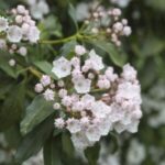 Image for Mountain Laurel Kalmia latifolia zoomed in on its small white flowers with green leaves in the background