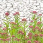 Image of Swamp Milkweed, Asclepias incarnata in bloom with pinkish purpleish flowers